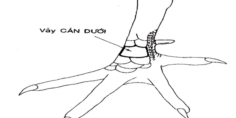 Cách chọn và đánh giá gà mạnh nhất