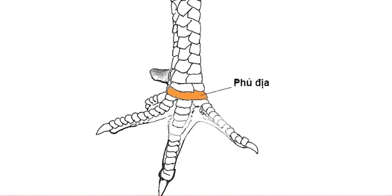 Một số đặc điểm của chiến binh gà phủ địa